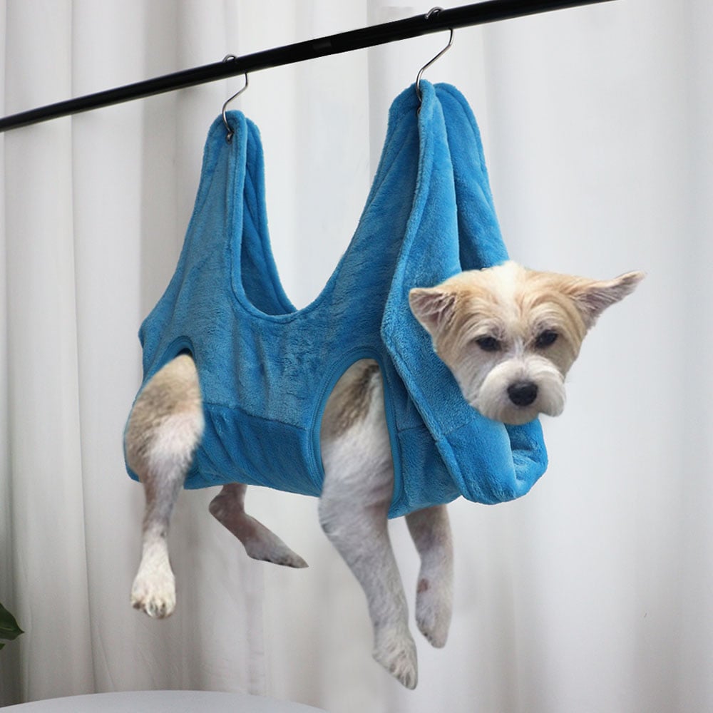 Dog wearing a blue hammock over its body, hanging from a line against a white curtain background.