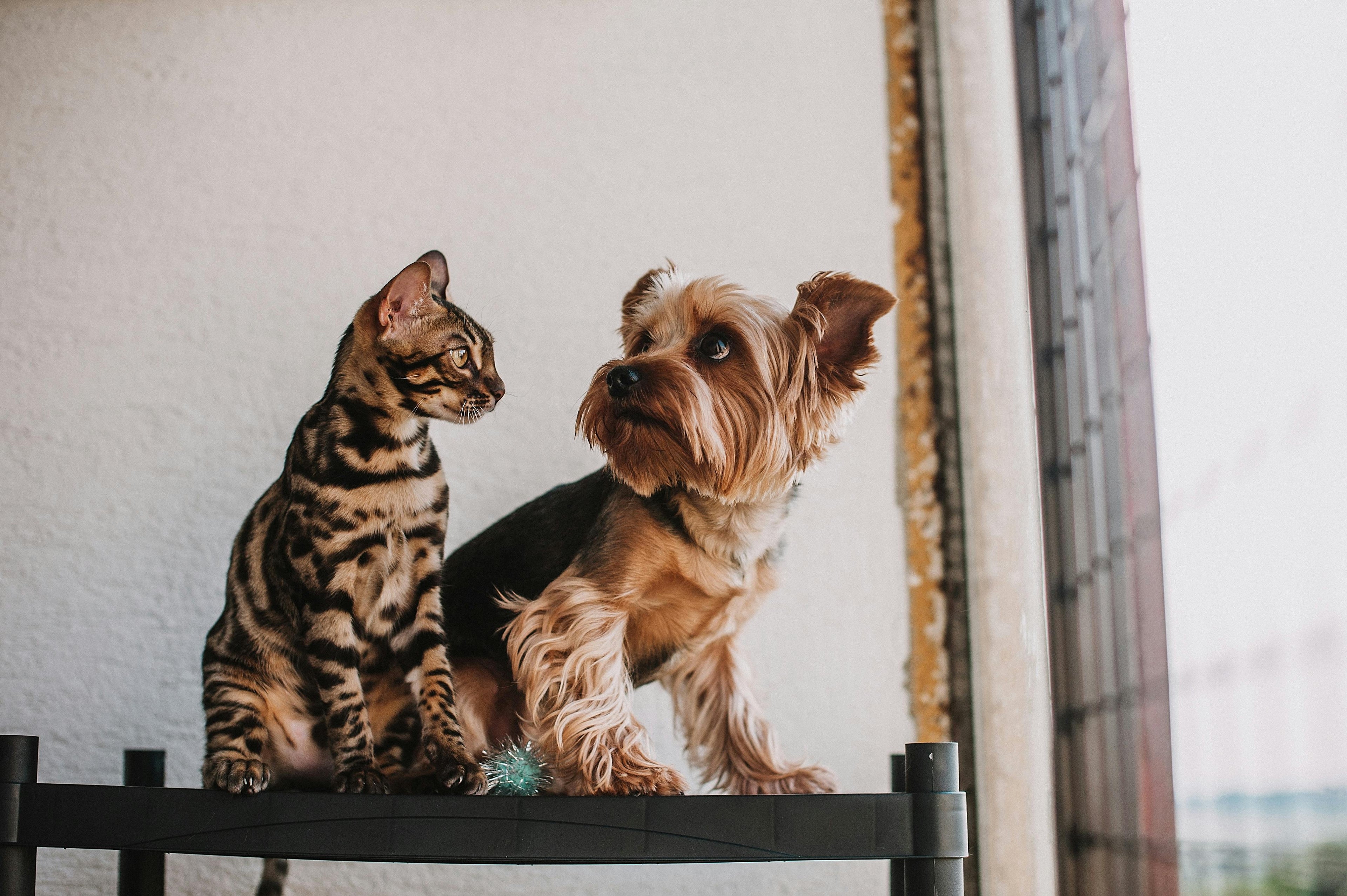 Cat and dog sitting on a ledge together